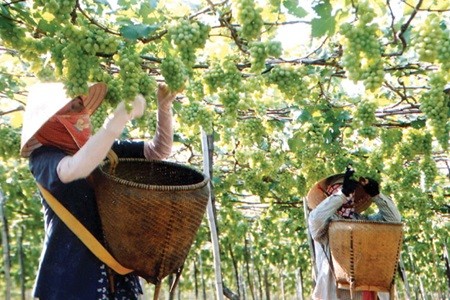 Grape growing contributes to sustainable development in Ninh Thuan - ảnh 1